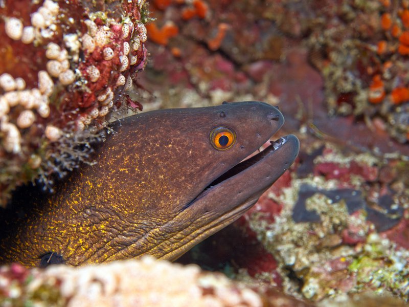 Moray eel, Arus Balee